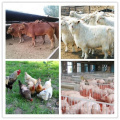 Top Quality API Veterinary Drugs Ivermectin 95%TC